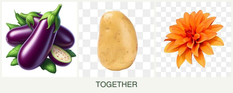 Can you plant eggplant, potatoes and dahlias together?