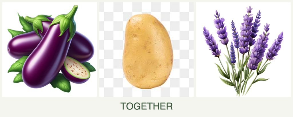 Can you plant eggplant, potatoes and lavender together?