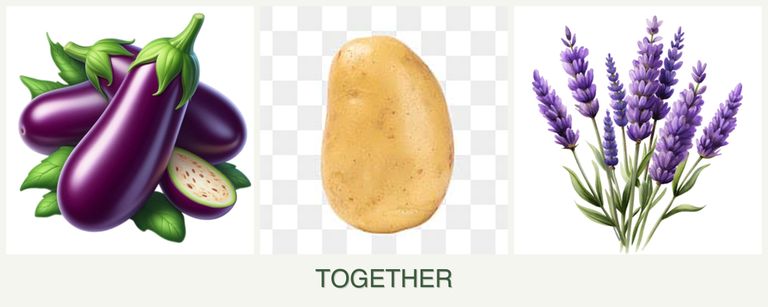 Can you plant eggplant, potatoes and lavender together?