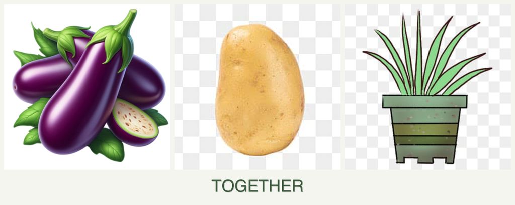 Can you plant eggplant, potatoes and lemongrass together?