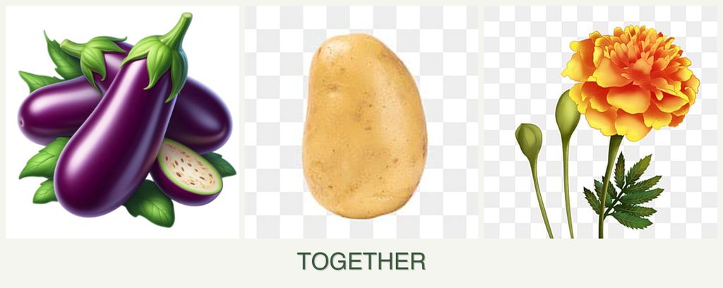 Can you plant eggplant, potatoes and marigolds together?