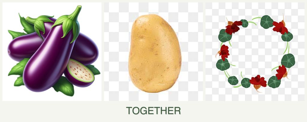 Can you plant eggplant, potatoes and nasturtiums together?