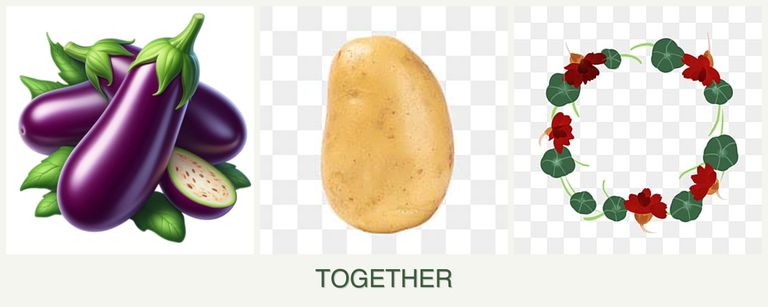Can you plant eggplant, potatoes and nasturtiums together?