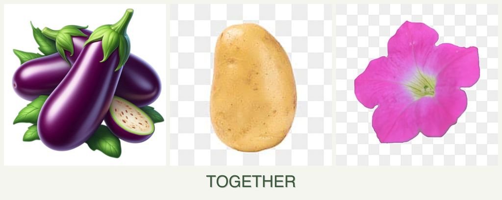 Can you plant eggplant, potatoes and petunias together?