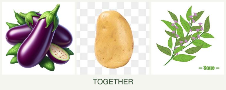 Can you plant eggplant, potatoes and sage together?