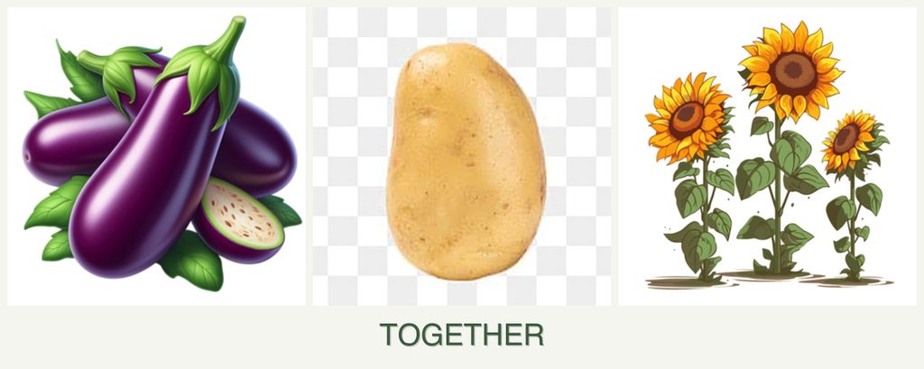 Can you plant eggplant, potatoes and sunflowers together?
