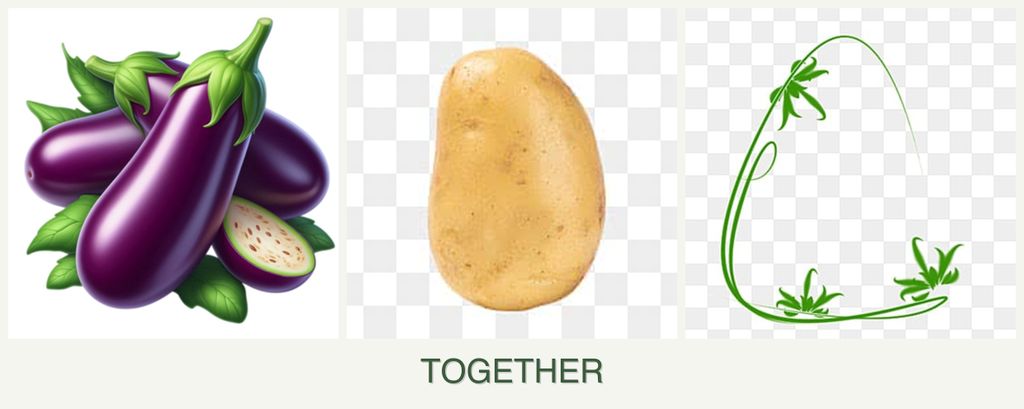 Can you plant eggplant, potatoes and tarragon together?