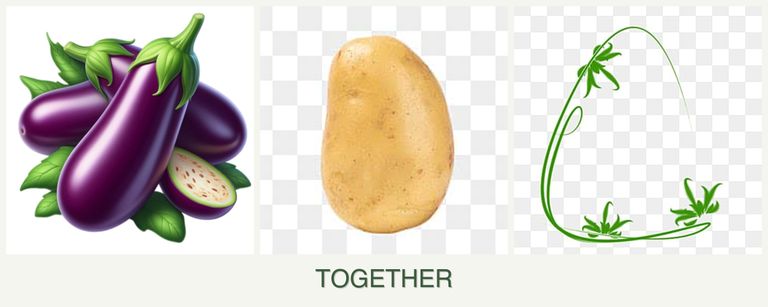 Can you plant eggplant, potatoes and tarragon together?