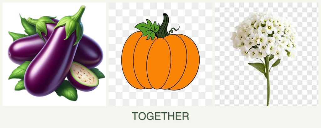 Can you plant eggplant, pumpkin and alyssum together?