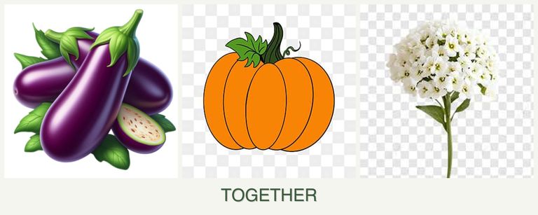 Can you plant eggplant, pumpkin and alyssum together?