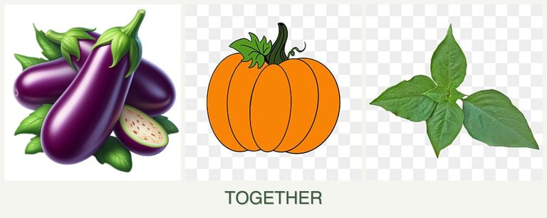 Can you plant eggplant, pumpkin and basil together?