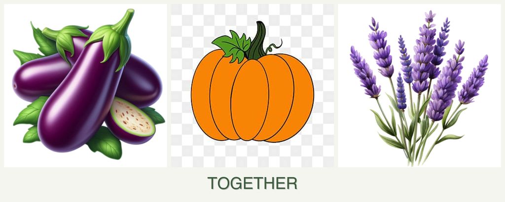 Can you plant eggplant, pumpkin and lavender together?