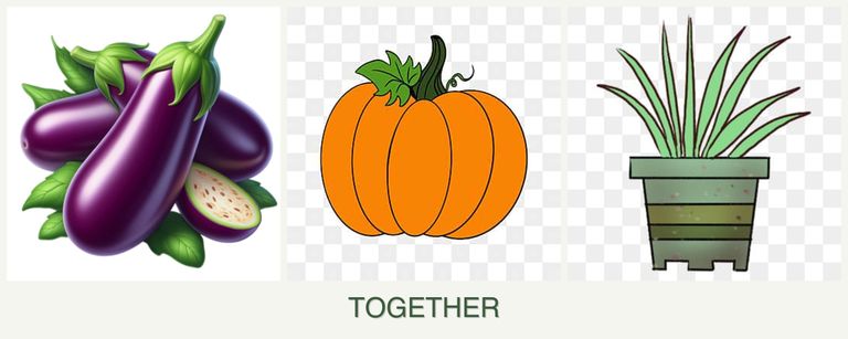 Can you plant eggplant, pumpkin and lemongrass together?