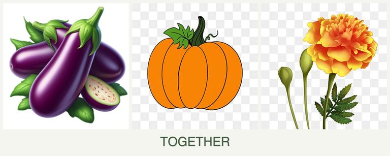 Can you plant eggplant, pumpkin and marigolds together?