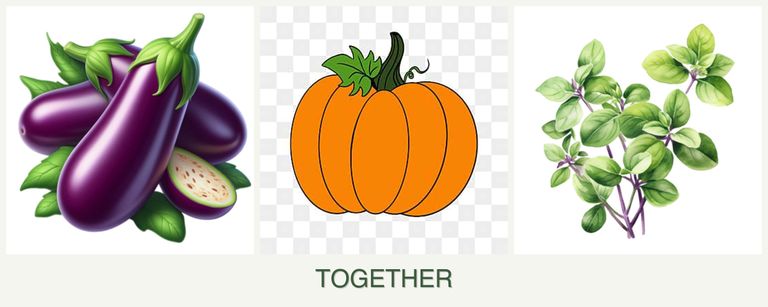 Can you plant eggplant, pumpkin and oregano together?