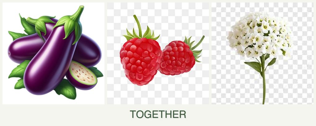Can you plant eggplant, raspberries and alyssum together?