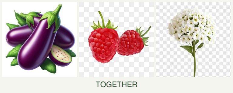 Can you plant eggplant, raspberries and alyssum together?