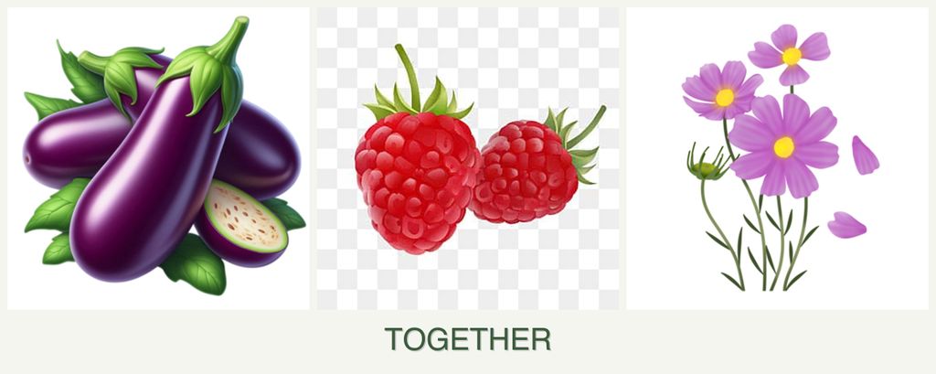 Can you plant eggplant, raspberries and cosmos together?