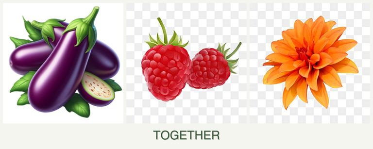 Can you plant eggplant, raspberries and dahlias together?