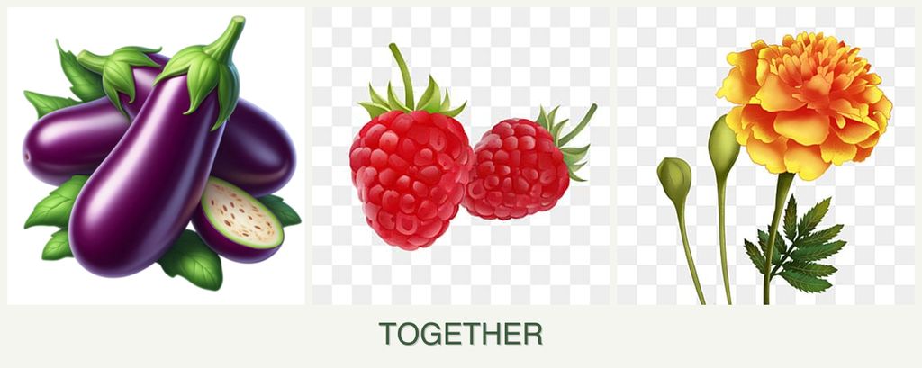 Can you plant eggplant, raspberries and marigolds together?