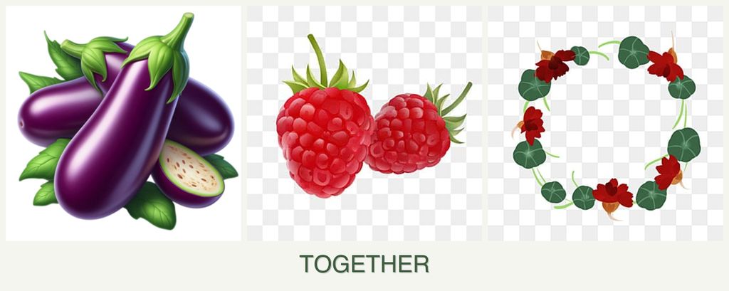 Can you plant eggplant, raspberries and nasturtiums together?