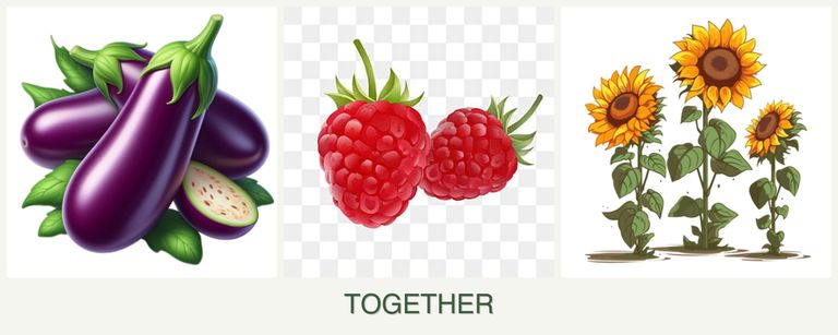 Can you plant eggplant, raspberries and sunflowers together?