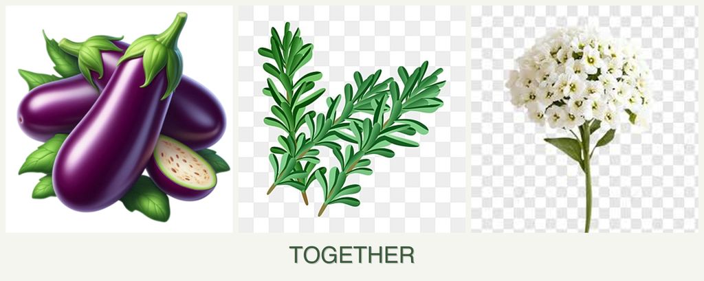 Can you plant eggplant, rosemary and alyssum together?