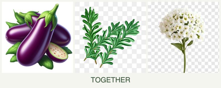 Can you plant eggplant, rosemary and alyssum together?