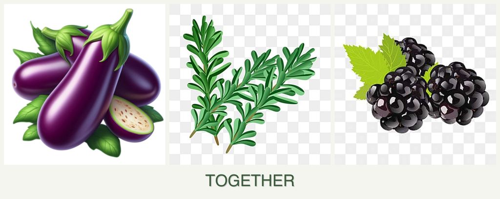 Can you plant eggplant, rosemary and blackberries together?