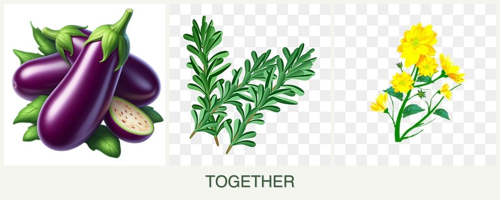 Can you plant eggplant, rosemary and calendula together?