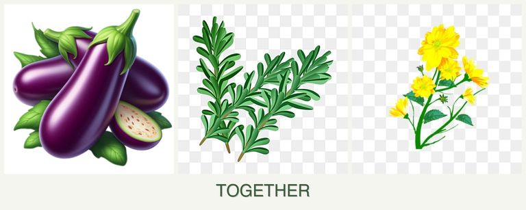 Can you plant eggplant, rosemary and calendula together?
