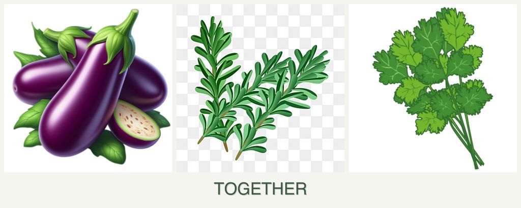 Can you plant eggplant, rosemary and cilantro together?