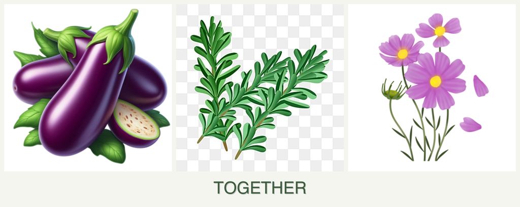 Can you plant eggplant, rosemary and cosmos together?