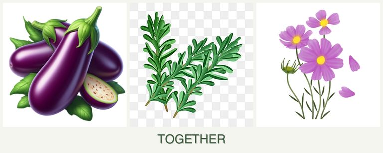 Can you plant eggplant, rosemary and cosmos together?