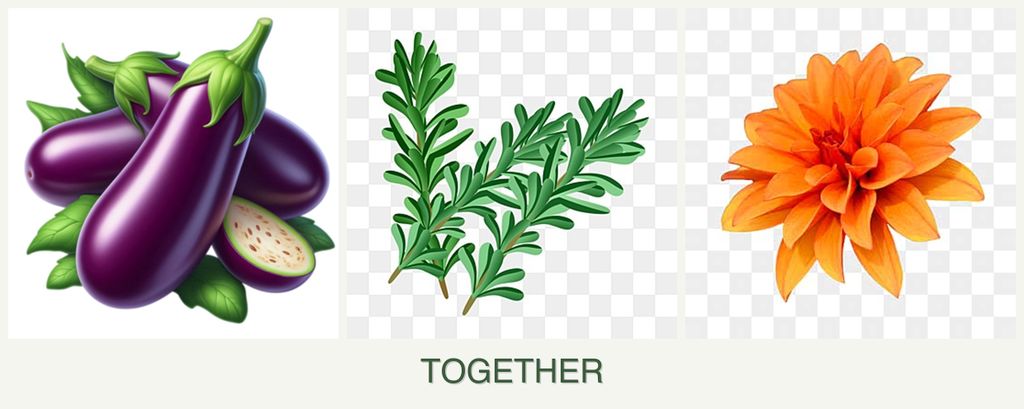 Can you plant eggplant, rosemary and dahlias together?