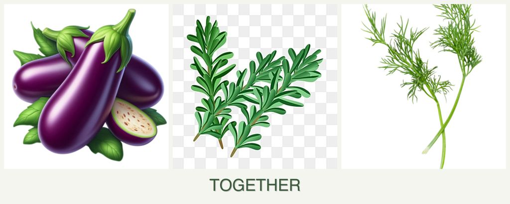 Can you plant eggplant, rosemary and dill together?