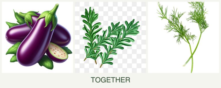 Can you plant eggplant, rosemary and dill together?