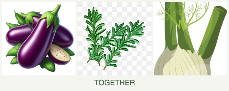 Can you plant eggplant, rosemary and fennel together?