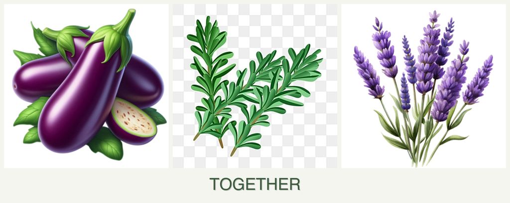 Can you plant eggplant, rosemary and lavender together?