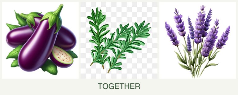 Can you plant eggplant, rosemary and lavender together?