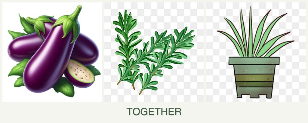 Can you plant eggplant, rosemary and lemongrass together?