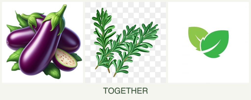 Can you plant eggplant, rosemary and mint together?
