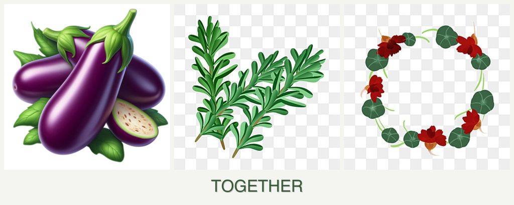 Can you plant eggplant, rosemary and nasturtiums together?