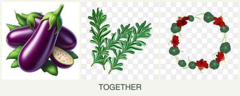 Can you plant eggplant, rosemary and nasturtiums together?