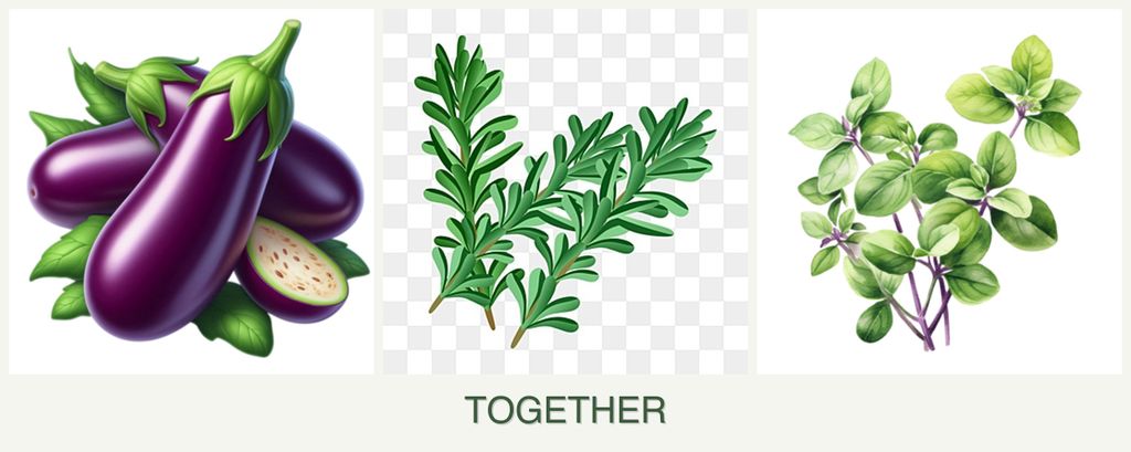 Can you plant eggplant, rosemary and oregano together?
