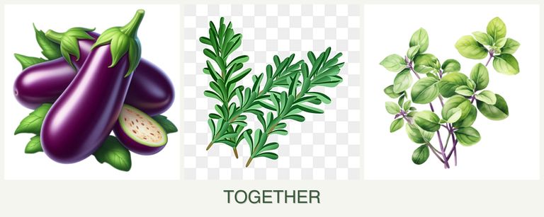 Can you plant eggplant, rosemary and oregano together?