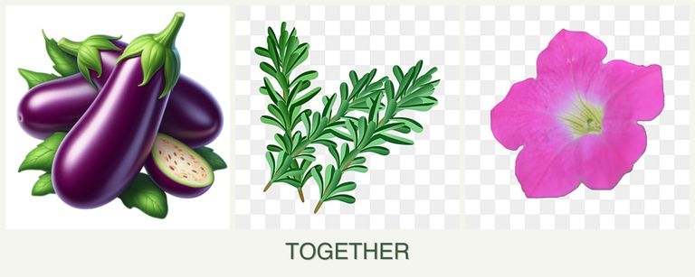 Can you plant eggplant, rosemary and petunias together?