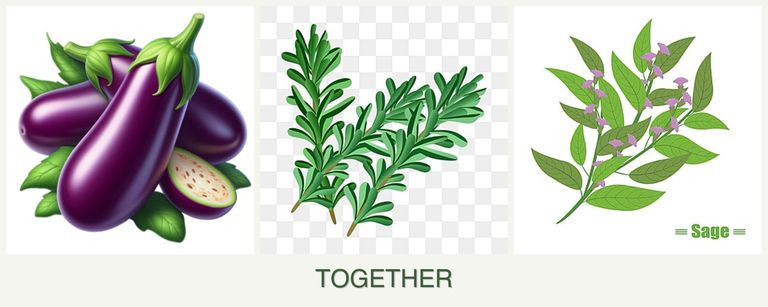 Can you plant eggplant, rosemary and sage together?