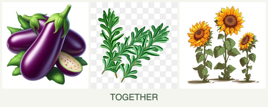 Can you plant eggplant, rosemary and sunflowers together?