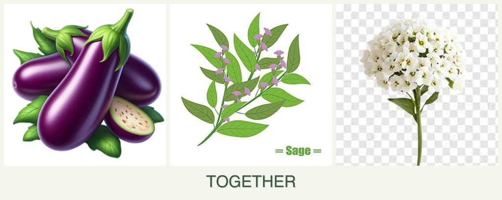 Can you plant eggplant, sage and alyssum together?